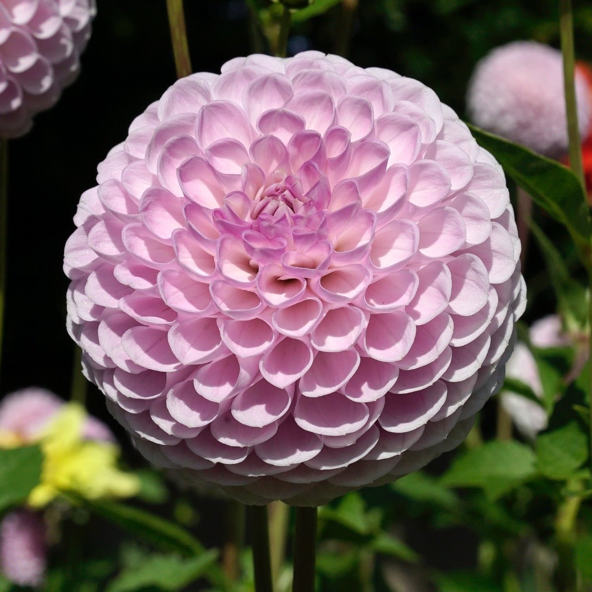 Dahlia Megan Dean - Dahlias - Fluwel