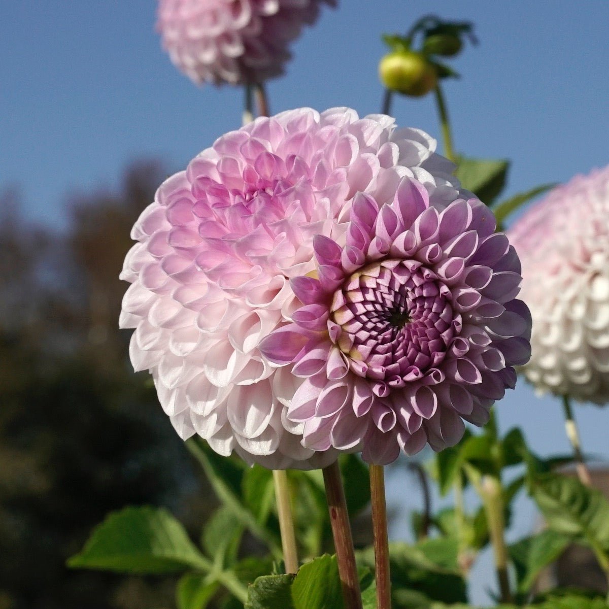 Dahlia Megan Dean - Dahlias - Fluwel