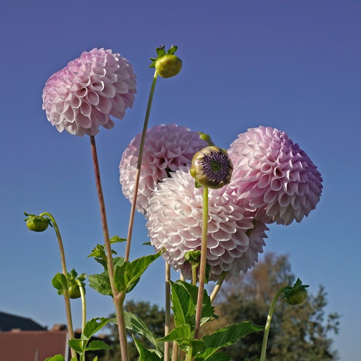 Dahlia Megan Dean - Dahlias - Fluwel