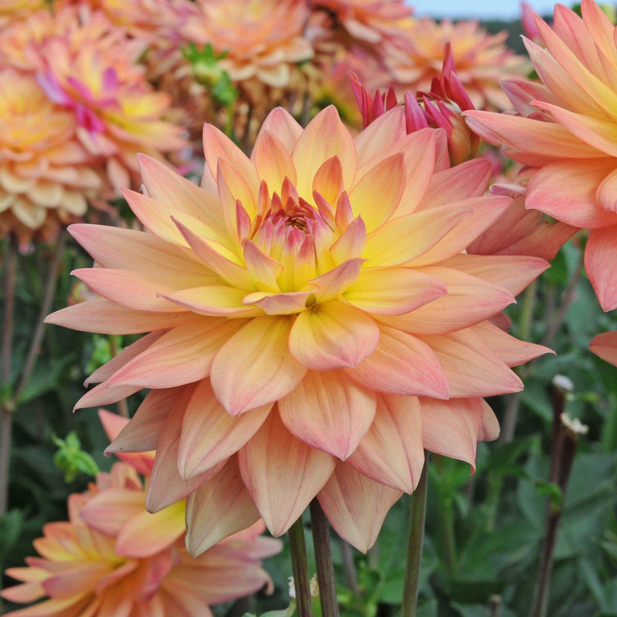 Dahlia Melody Dora - Dahlias - Fluwel