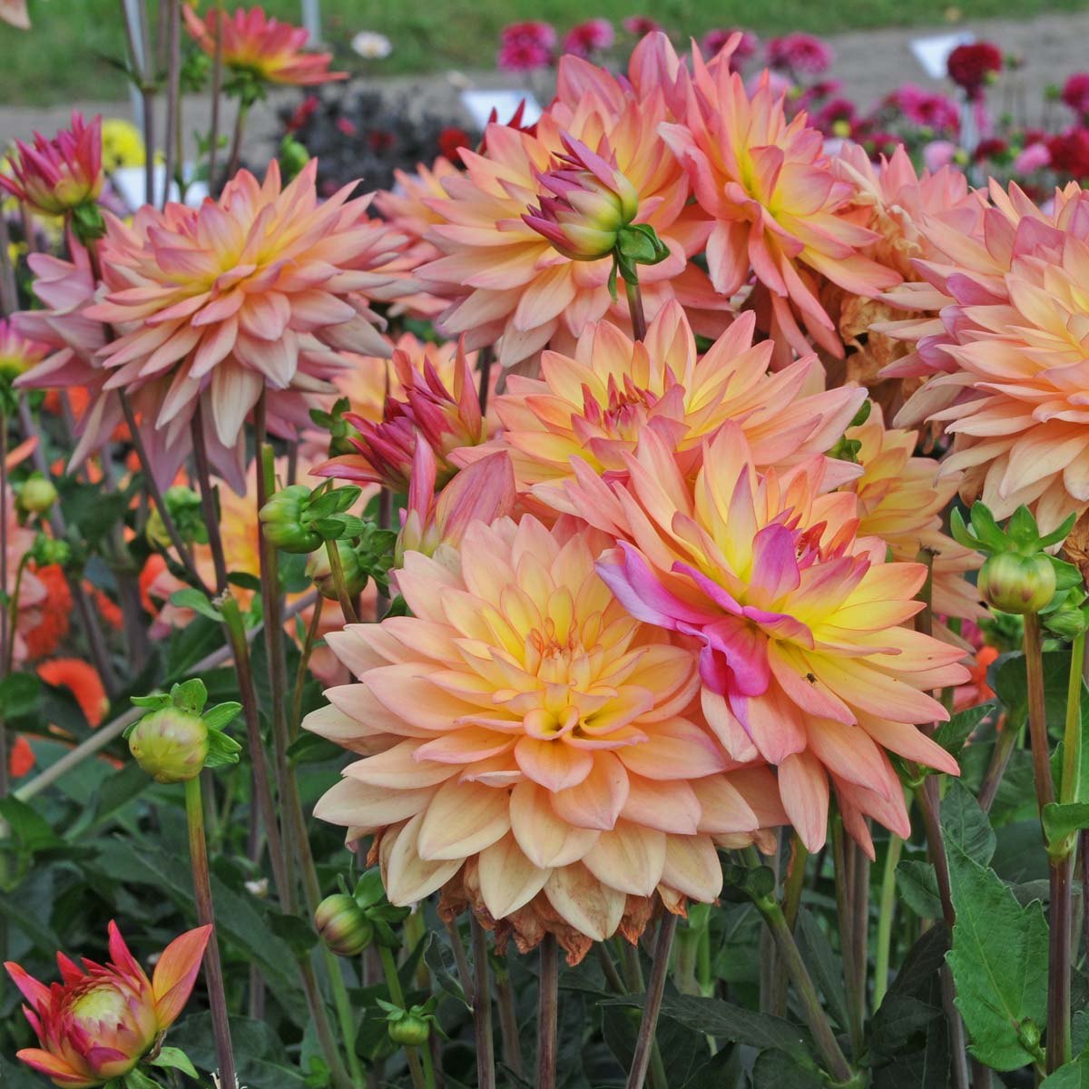 Dahlia Melody Dora - Dahlias - Fluwel