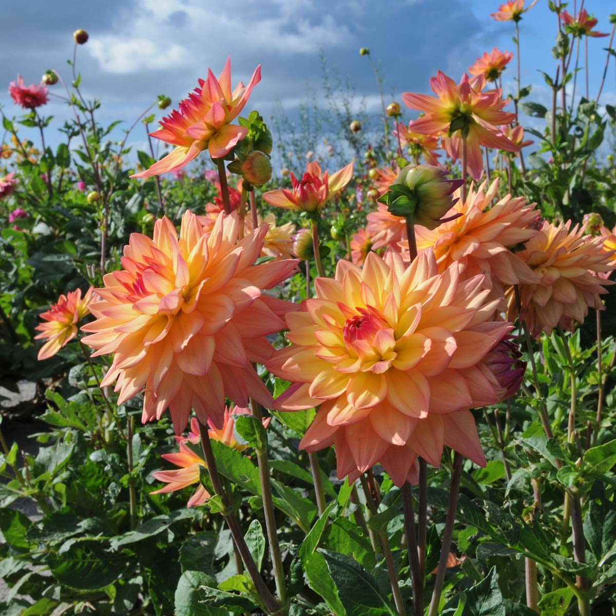 Dahlia Melody Dora - Dahlias - Fluwel