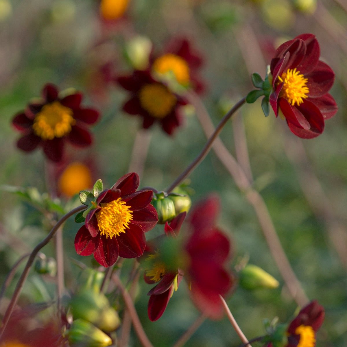 Dahlia Mexican Star - Dahlias - Fluwel
