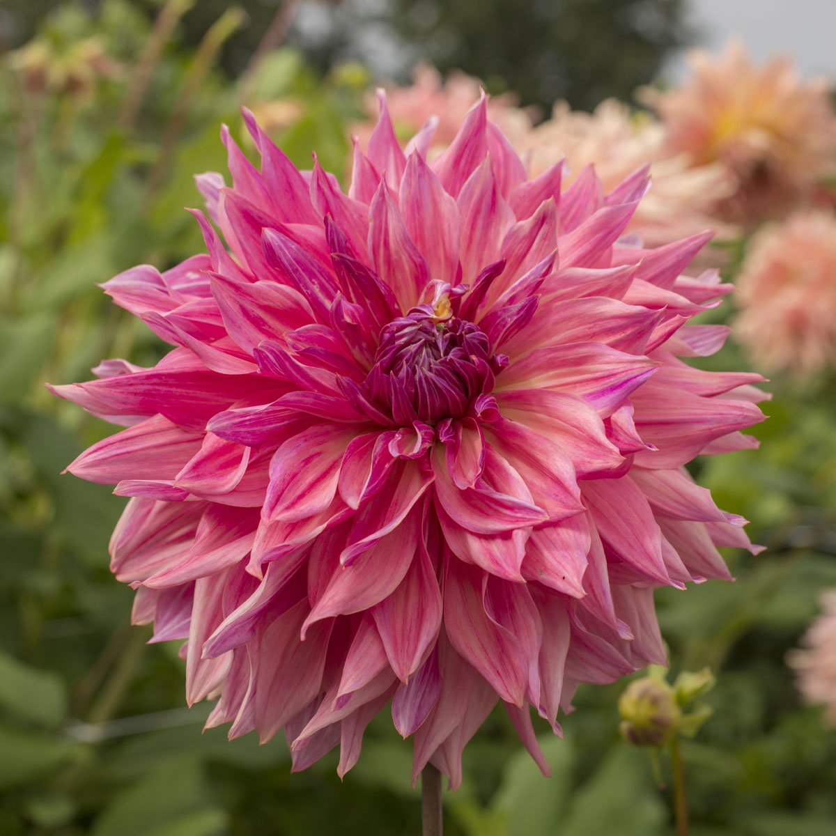 Dahlia Penhill Dark Monarch - Dahlias - Fluwel