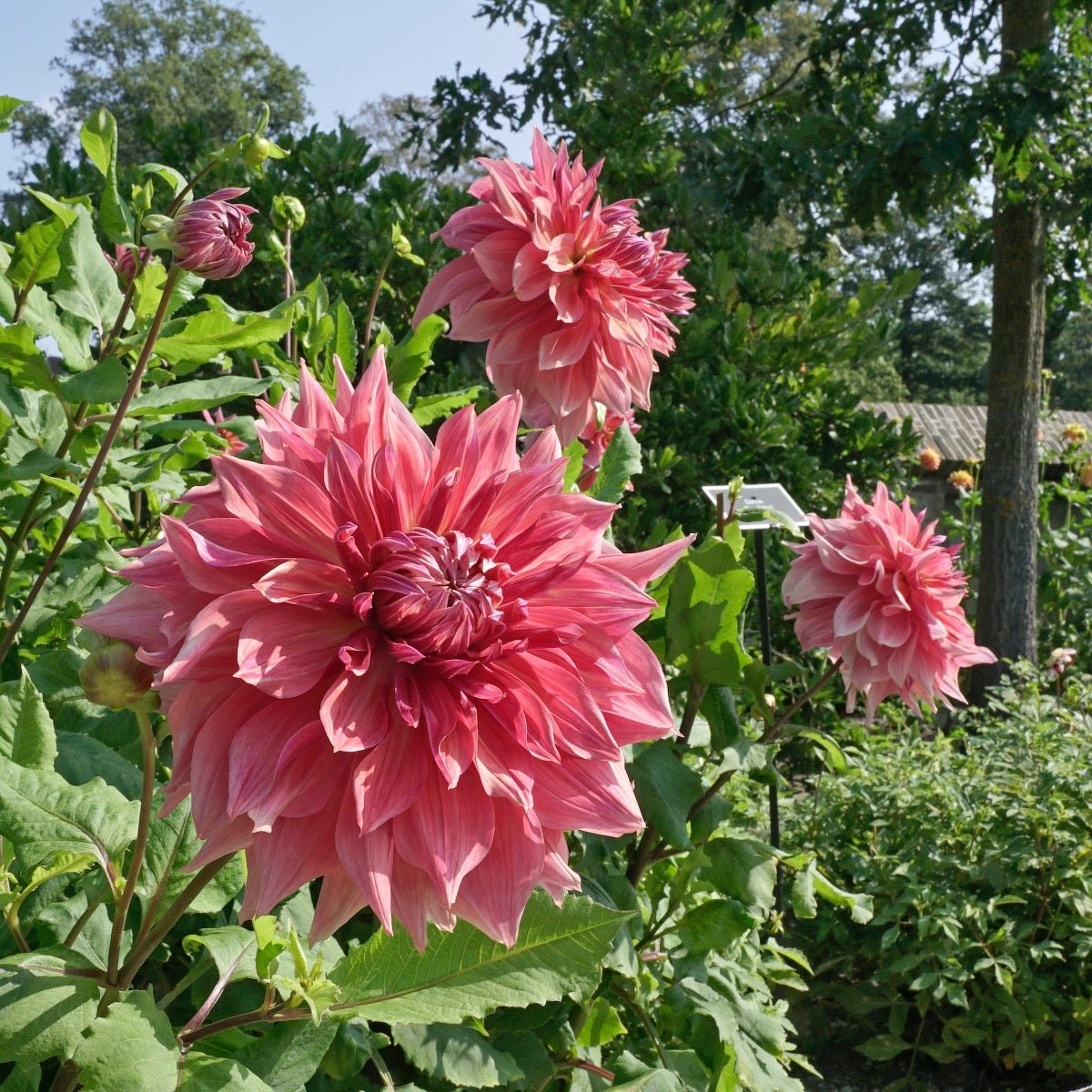 Dahlia Penhill Dark Monarch - Dahlias - Fluwel