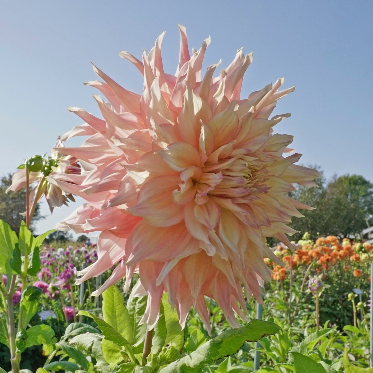 Dahlia Penhill Watermelon - Dahlias - Fluwel