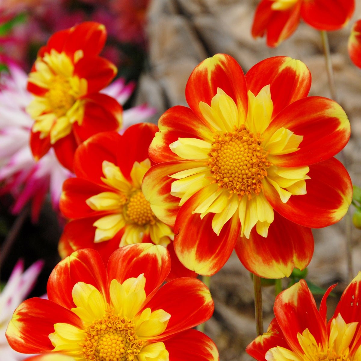 Dahlia Pooh - Dahlias - Fluwel