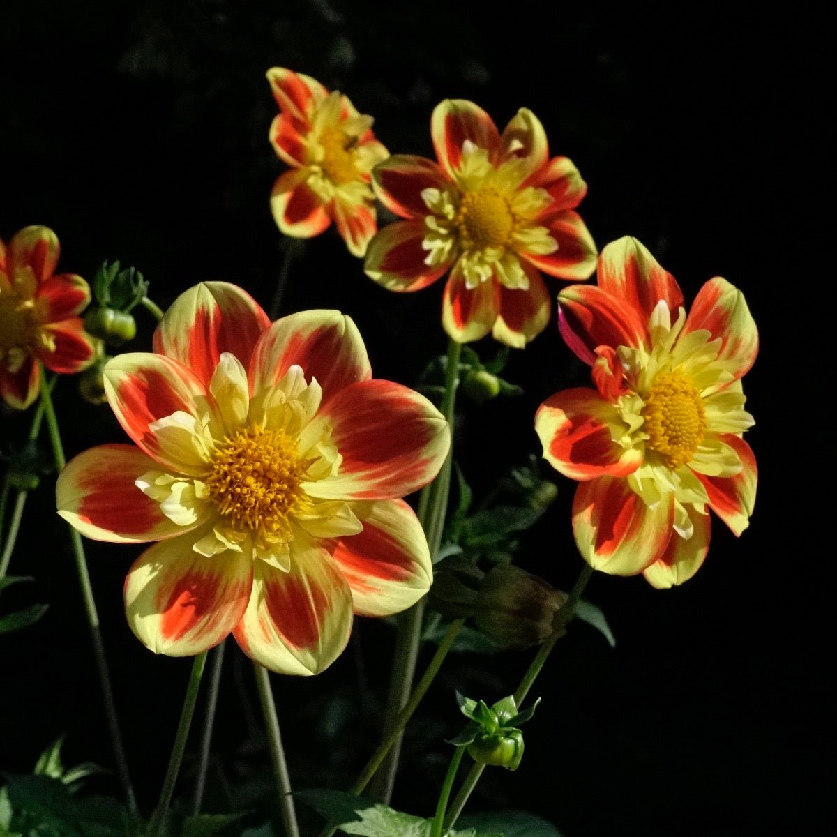 Dahlia Pooh - Dahlias - Fluwel