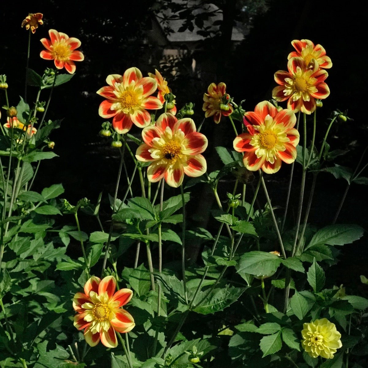 Dahlia Pooh - Dahlias - Fluwel
