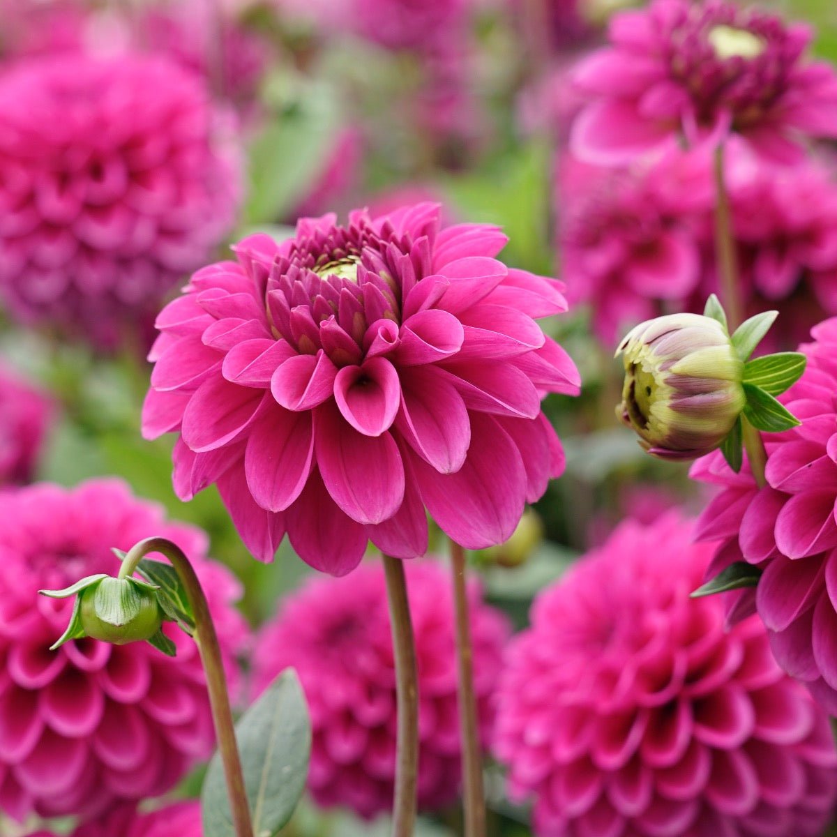 Dahlia Purple Fox - Dahlias - Fluwel