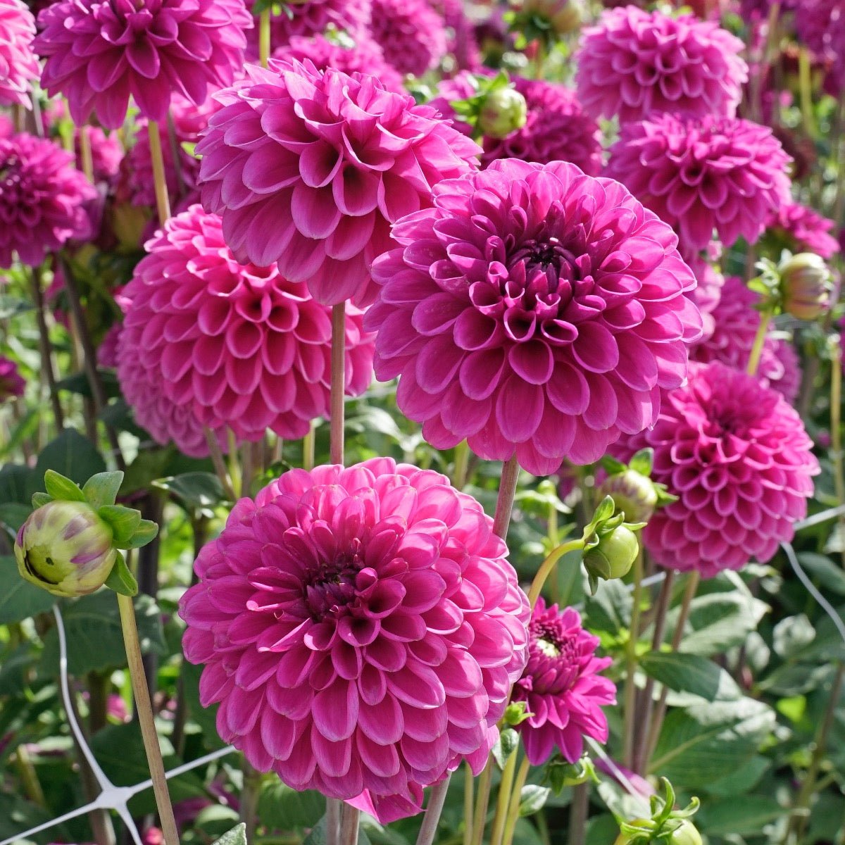 Dahlia Purple Fox - Dahlias - Fluwel