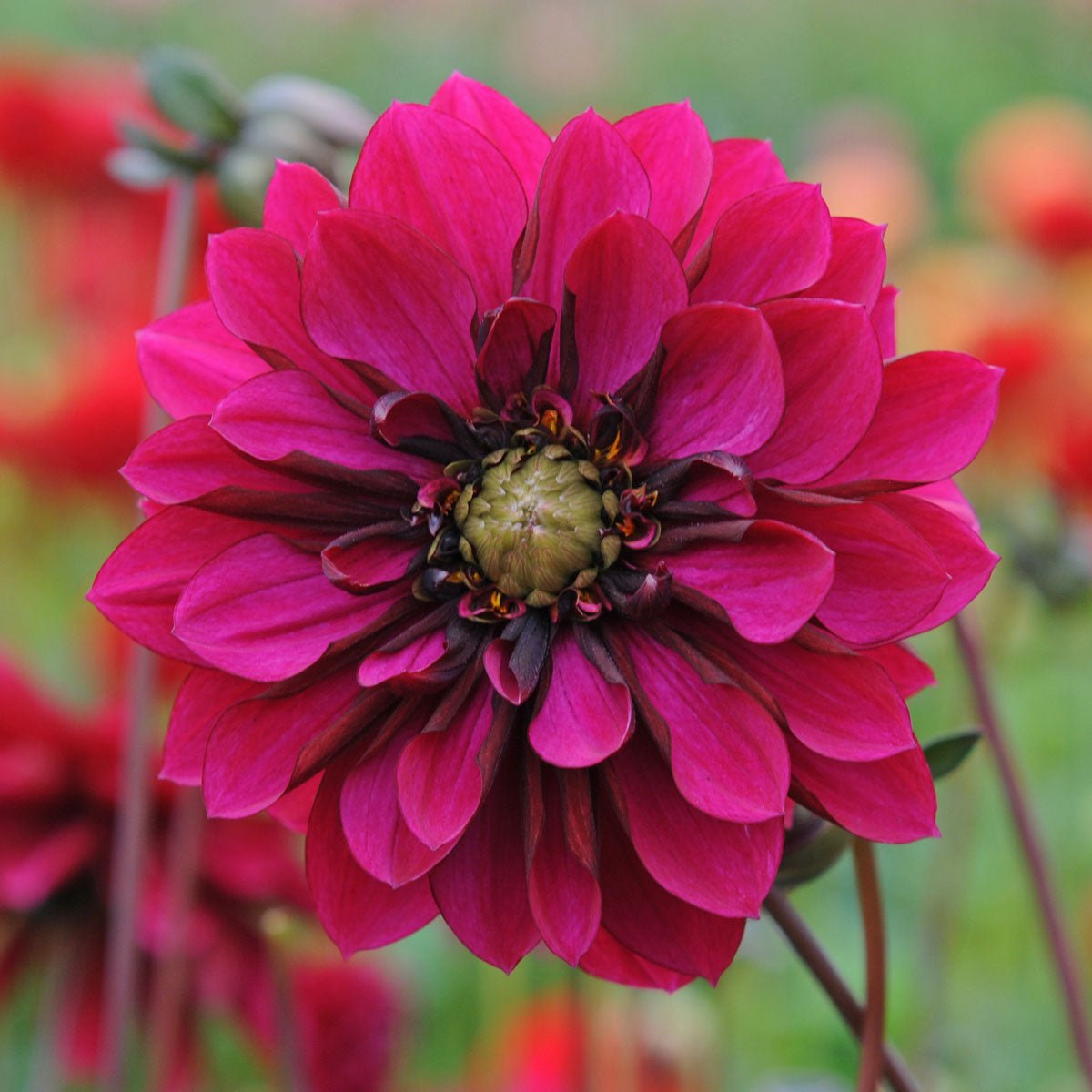 Dahlia Purple Haze - Dahlias - Fluwel