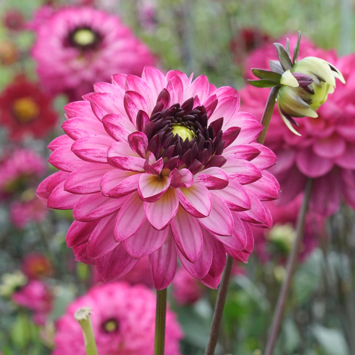 Dahlia Romantica - Dahlias - Fluwel