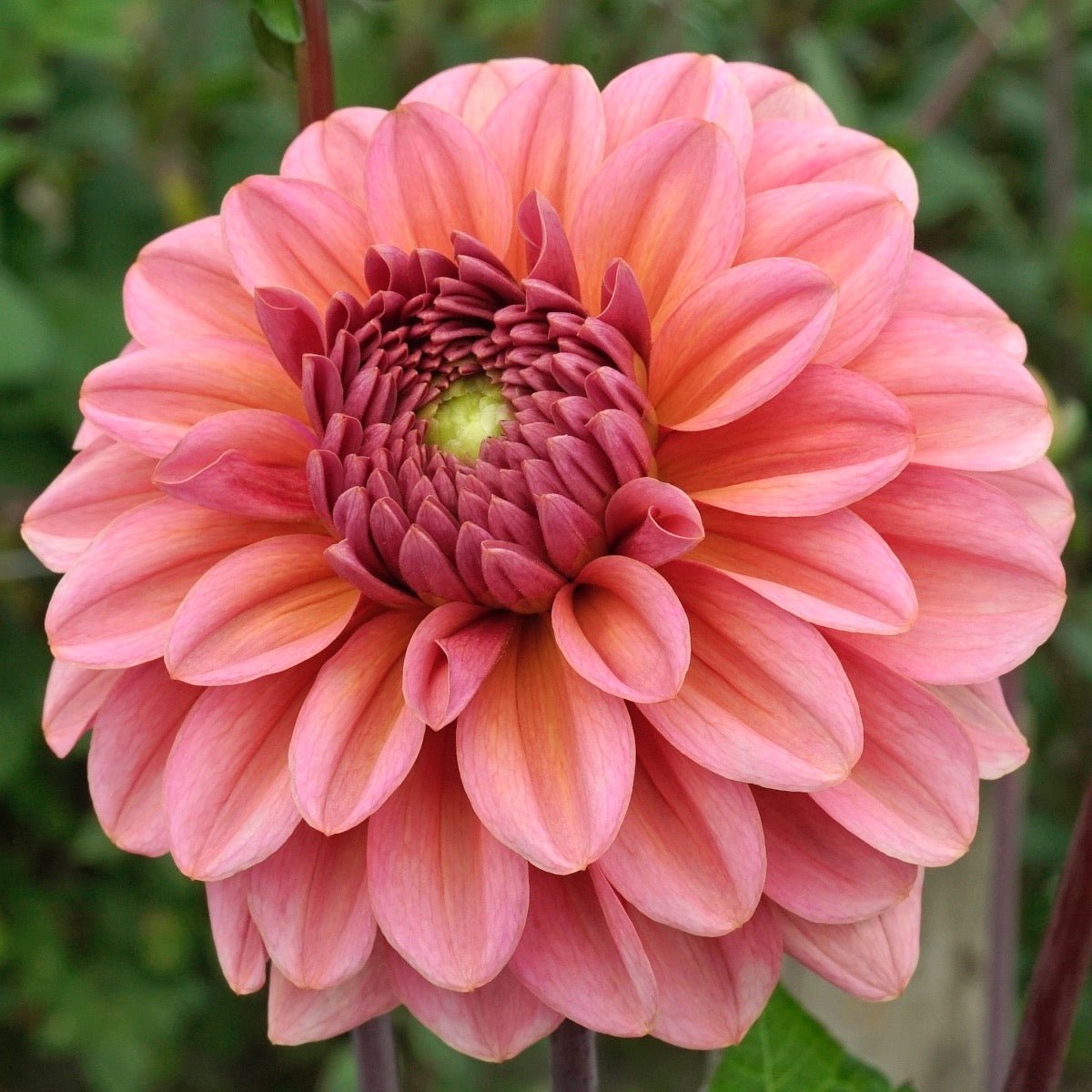 Dahlia Salmon Runner - Dahlias - Fluwel