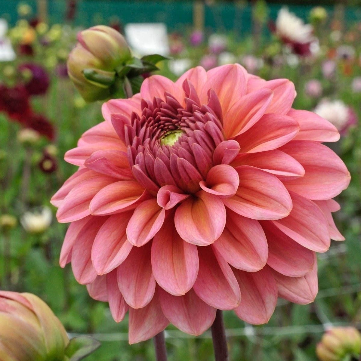 Dahlia Salmon Runner - Dahlias - Fluwel