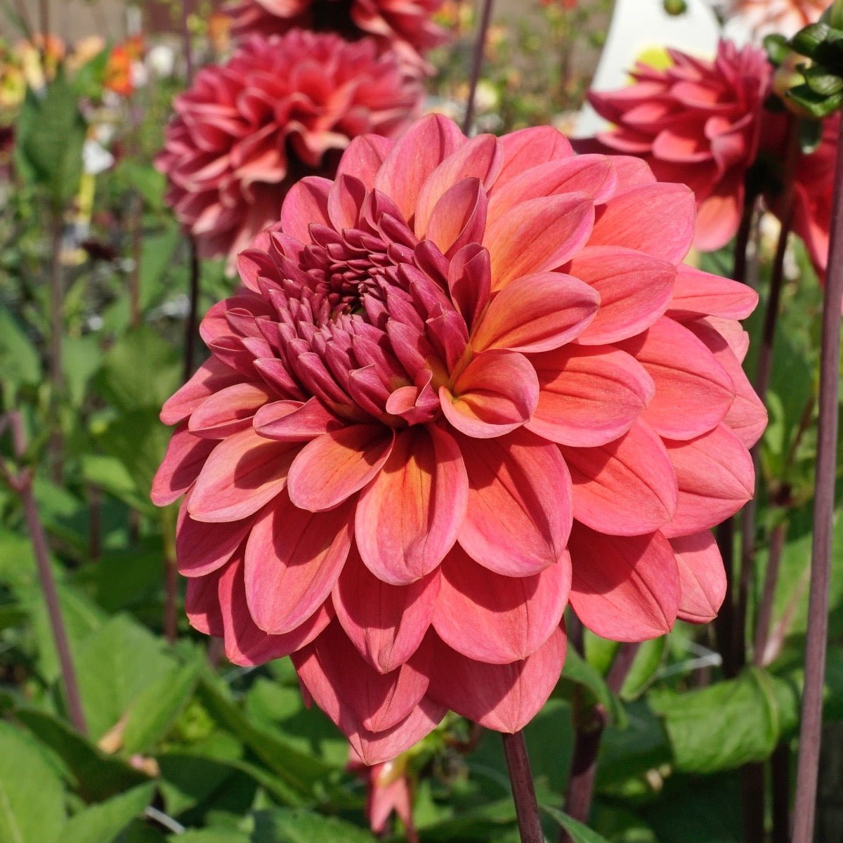 Dahlia Salmon Runner - Dahlias - Fluwel