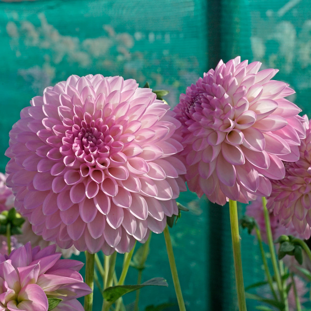 Dahlia Sefton Silvertop - Dahlias - Fluwel