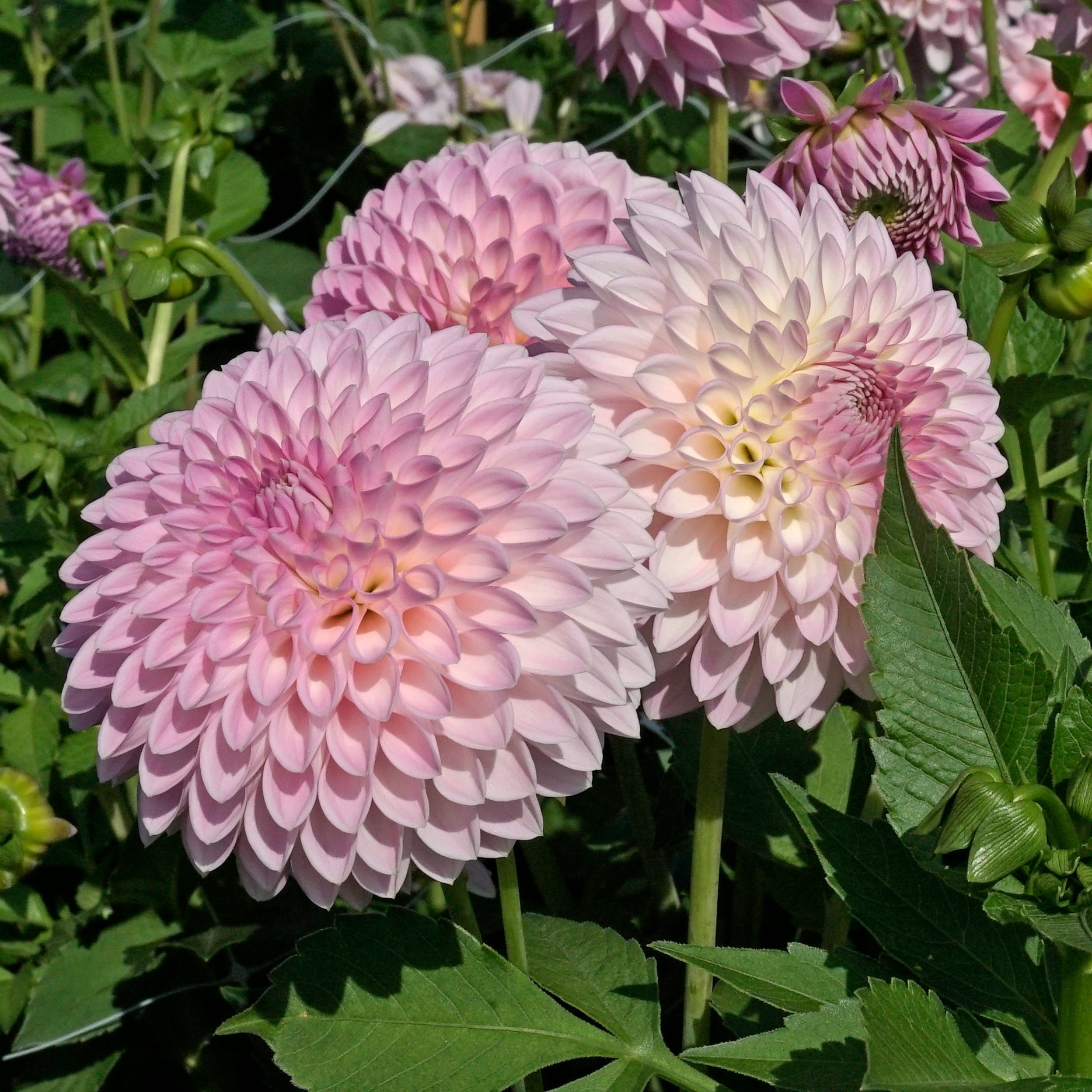 Dahlia Sefton Silvertop - Dahlias - Fluwel