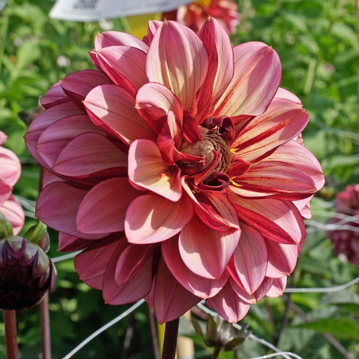 Dahlia Seniors Hope - Dahlias - Fluwel