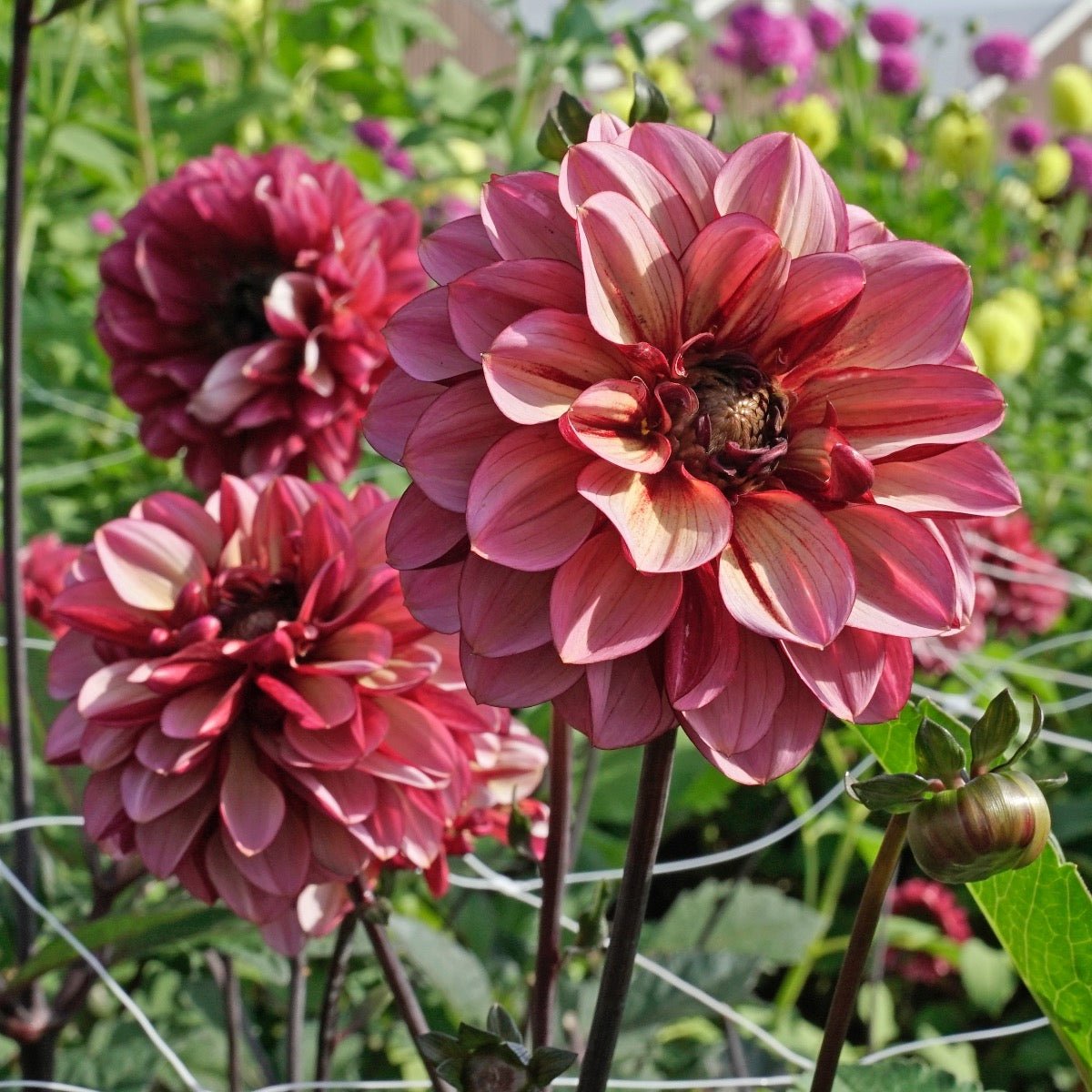 Dahlia Seniors Hope - Dahlias - Fluwel