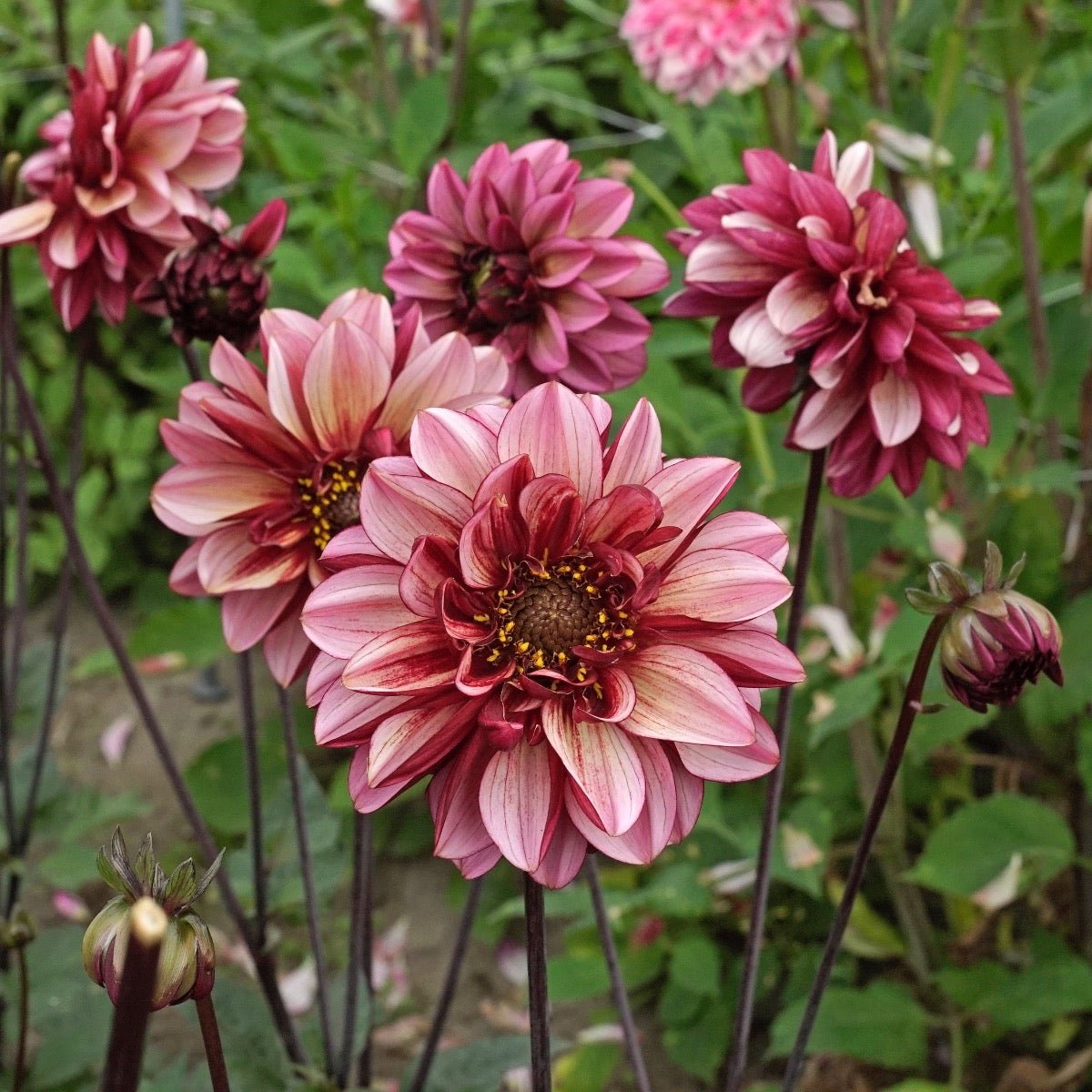 Dahlia Seniors Hope - Dahlias - Fluwel