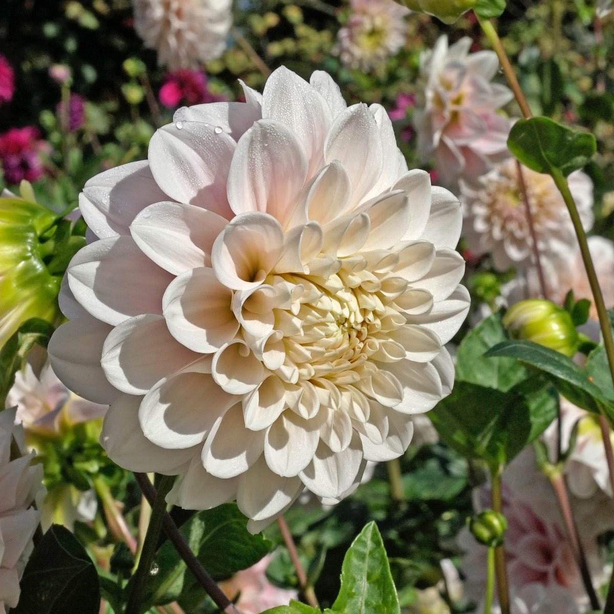 Dahlia Sweet Nathalie - Dahlias - Fluwel