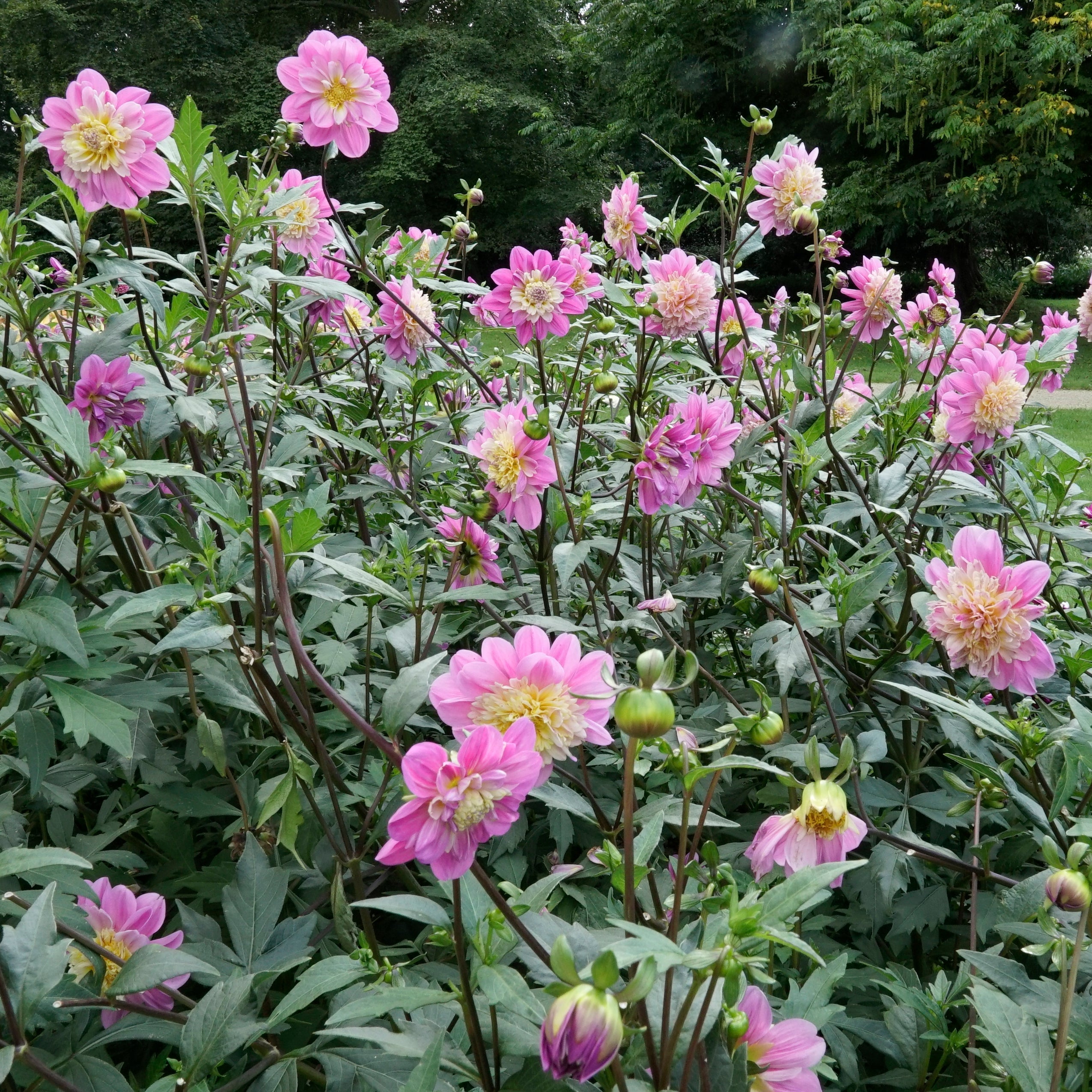 Dahlia Take Off - Dahlias - Fluwel
