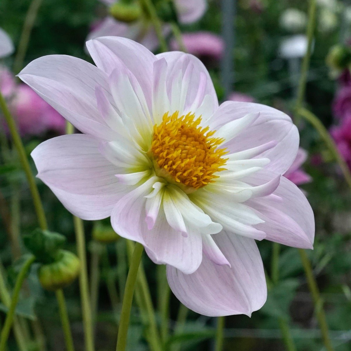 Dahlia Teesbrook Audrey - Dahlias - Fluwel