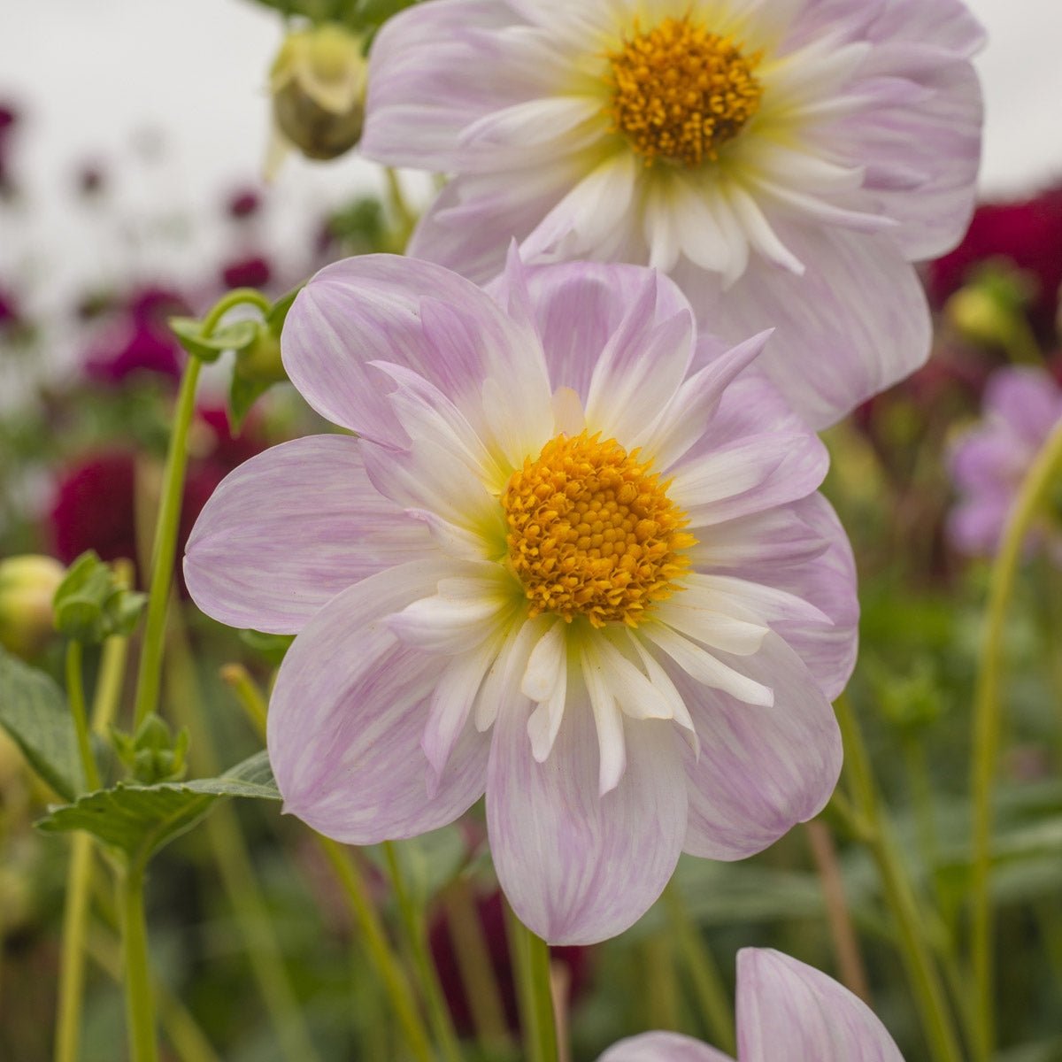 Dahlia Teesbrook Audrey - Dahlias - Fluwel