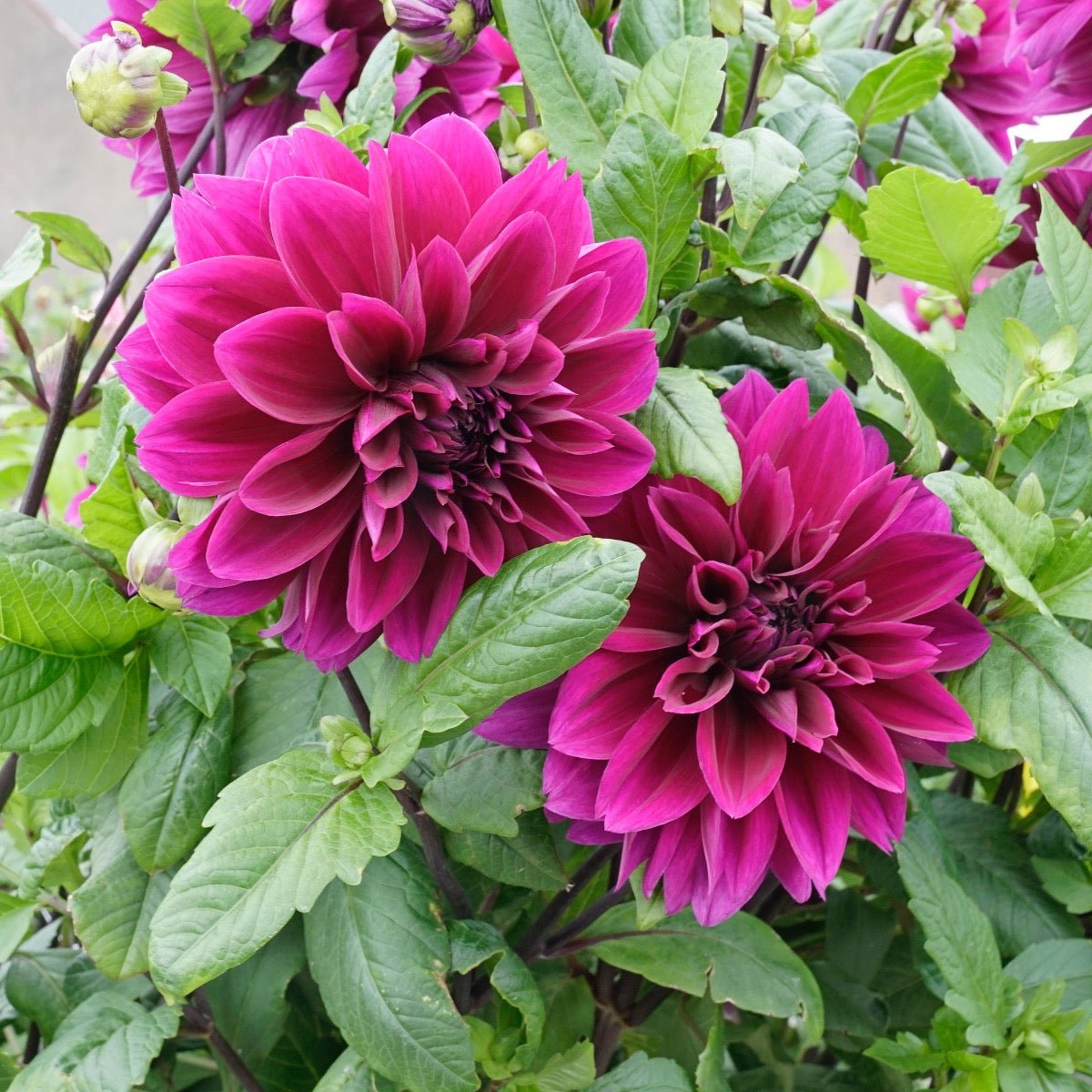 Dahlia Thomas A. Edison - Dahlias - Fluwel