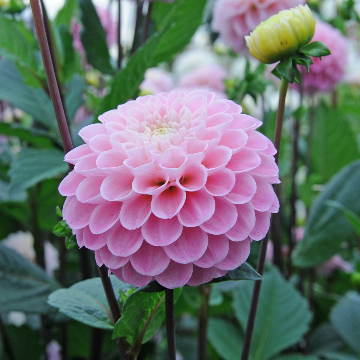 Dahlia Wizard of Oz - Dahlias - Fluwel