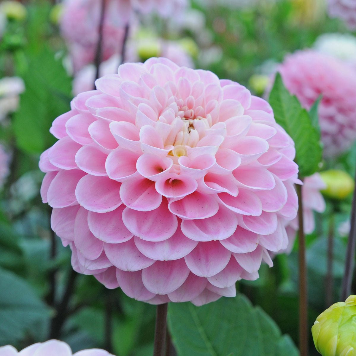 Dahlia Wizard of Oz - Dahlias - Fluwel
