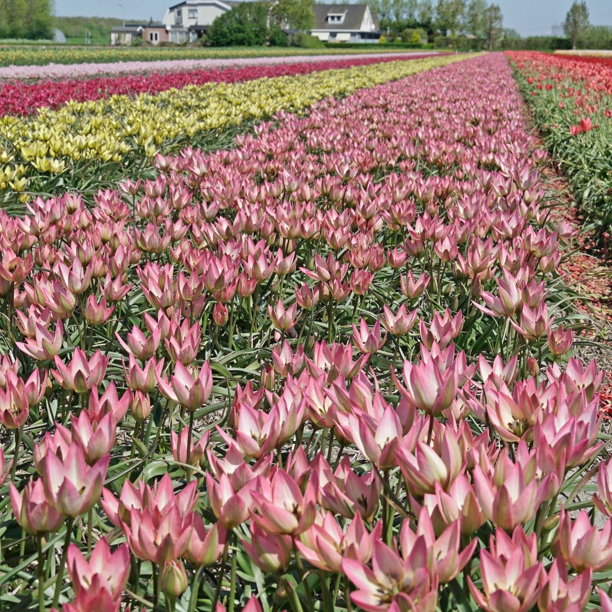 Danique - Tulips - Fluwel
