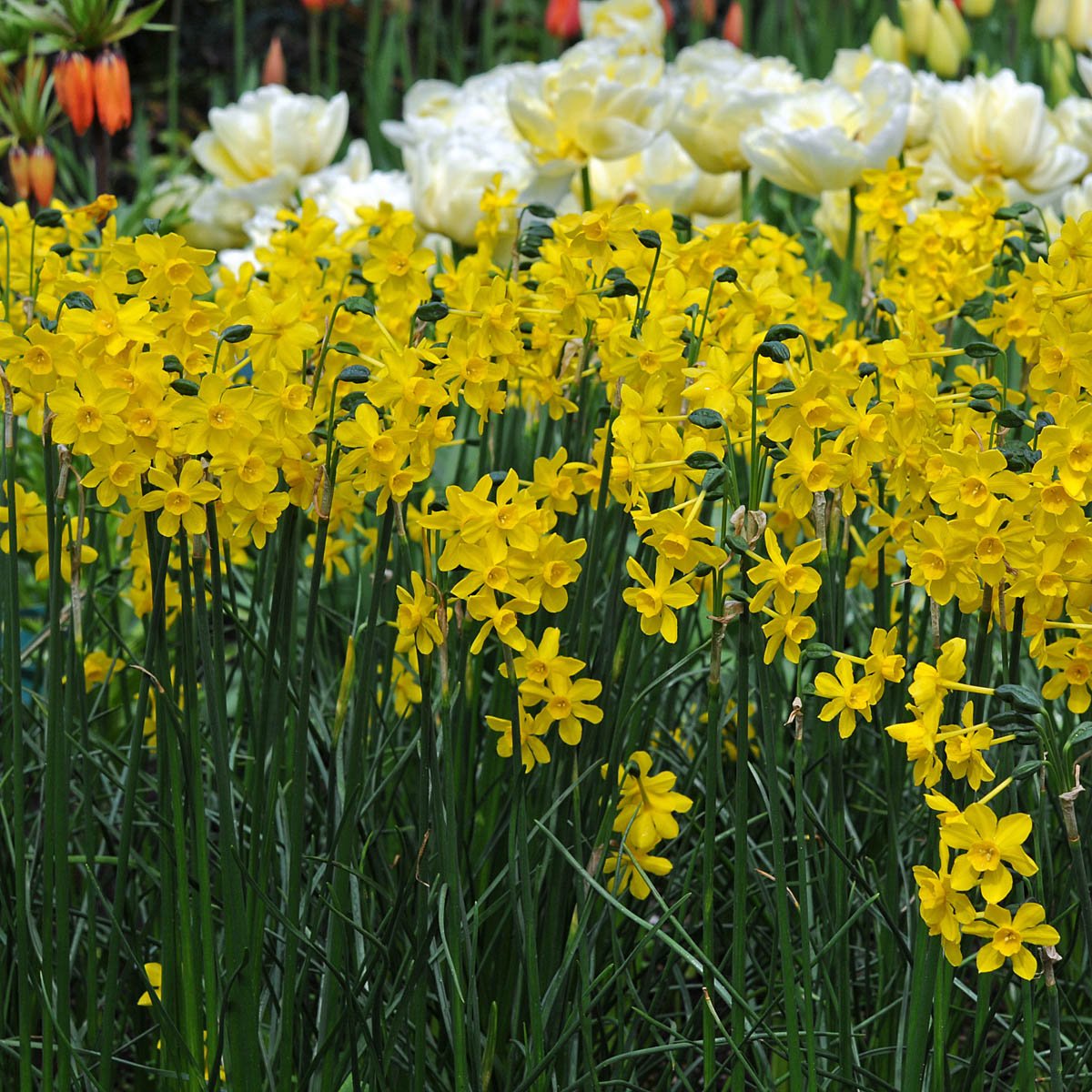 Diego - Narcissus - Fluwel