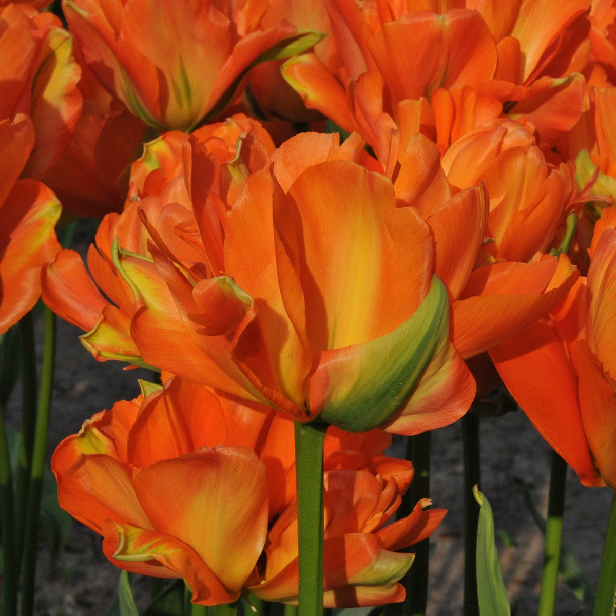Disneyland Paris - Tulips - Fluwel