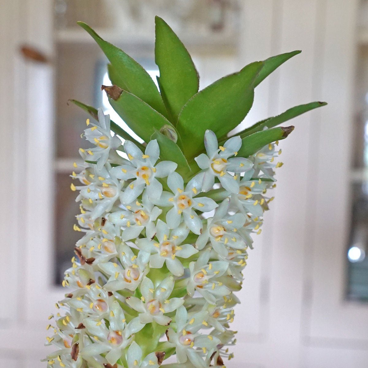 Eucomis Johannesburg - Summer special bulbs - Fluwel