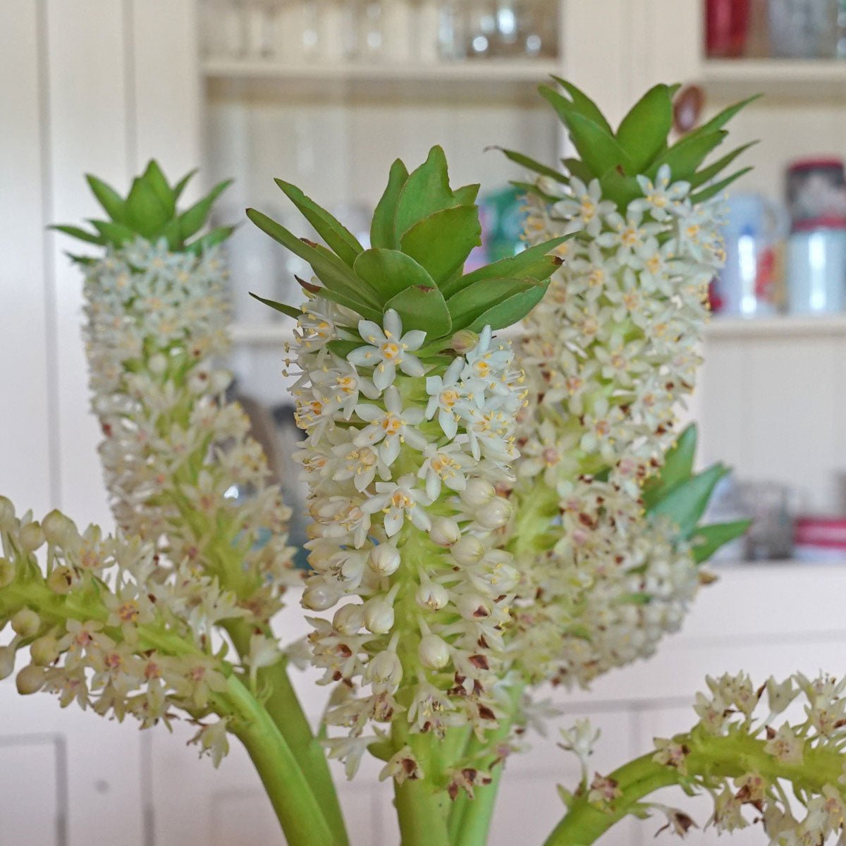 Eucomis Johannesburg - Summer special bulbs - Fluwel