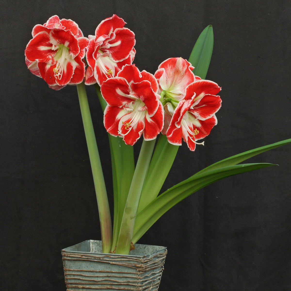 Amaryllis Samba - meerkleurige amaryllis - Fluwel