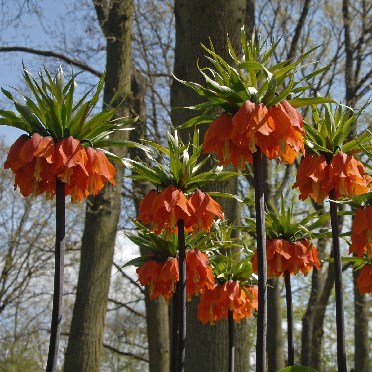 Fritillaria imperialis Rubra Maxima - Spring specialty bulbs - Fluwel
