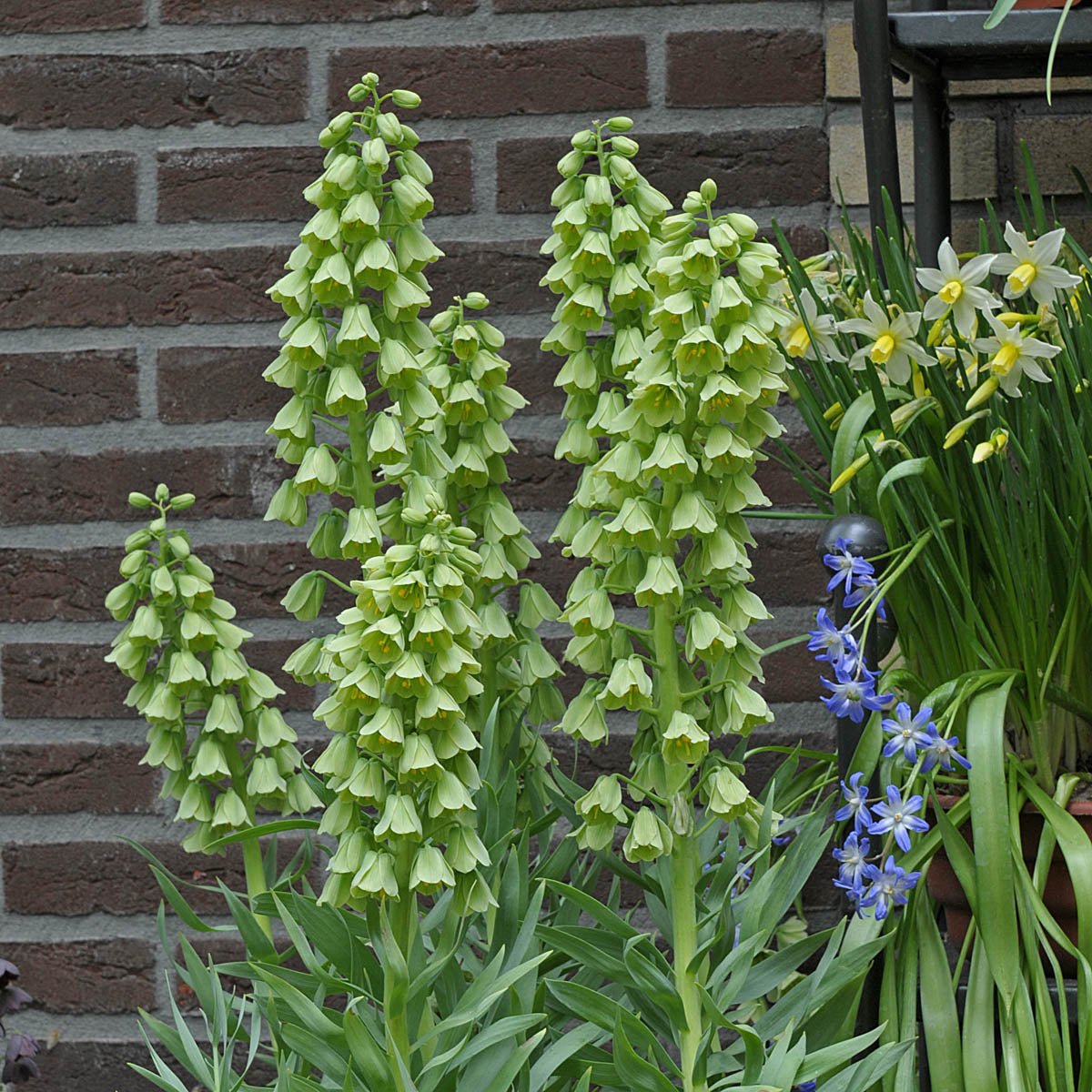Fritillaria persica Ivory Bells - Spring specialty bulbs - Fluwel