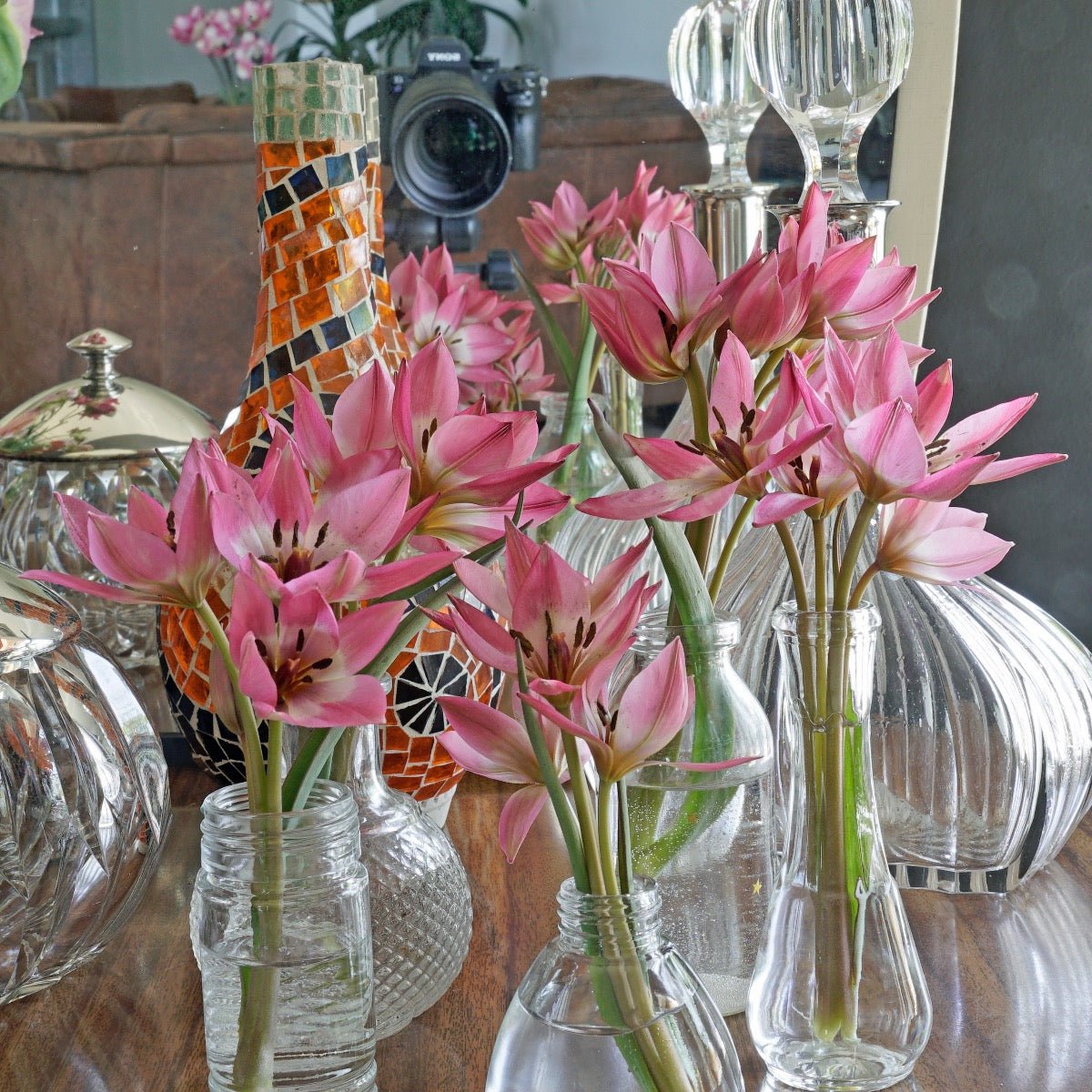 Garden of Clusius - Tulips - Fluwel