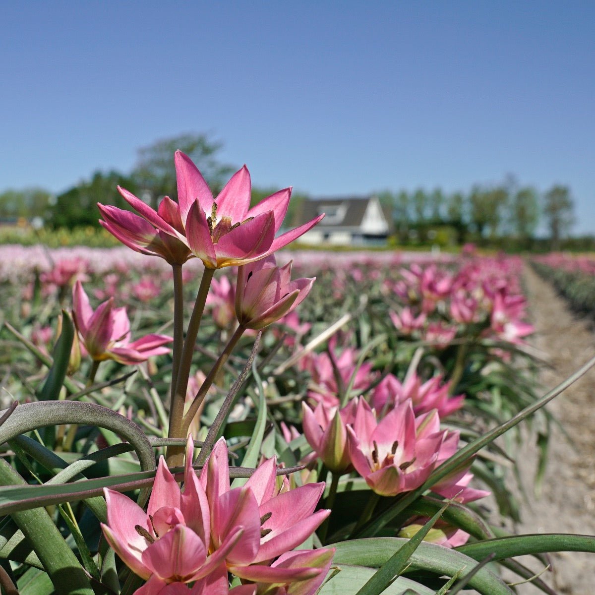 Garden of Clusius - Tulips - Fluwel