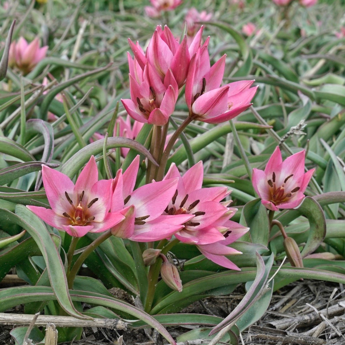 Garden of Clusius - Tulips - Fluwel