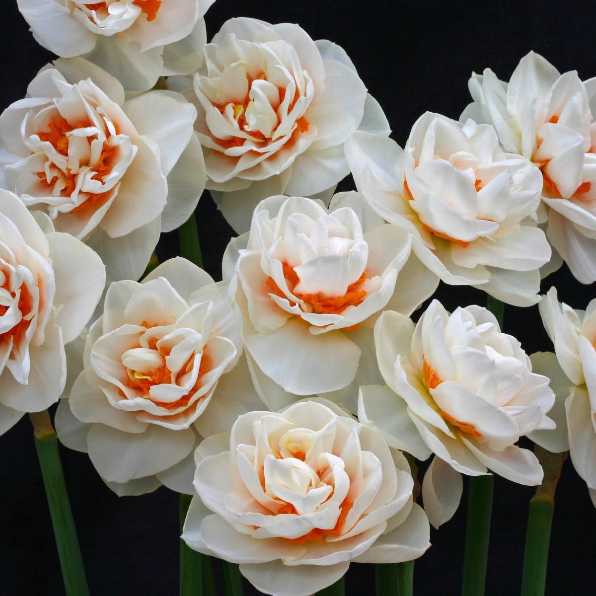 Gay Kybo - Special Narcissus - Fluwel