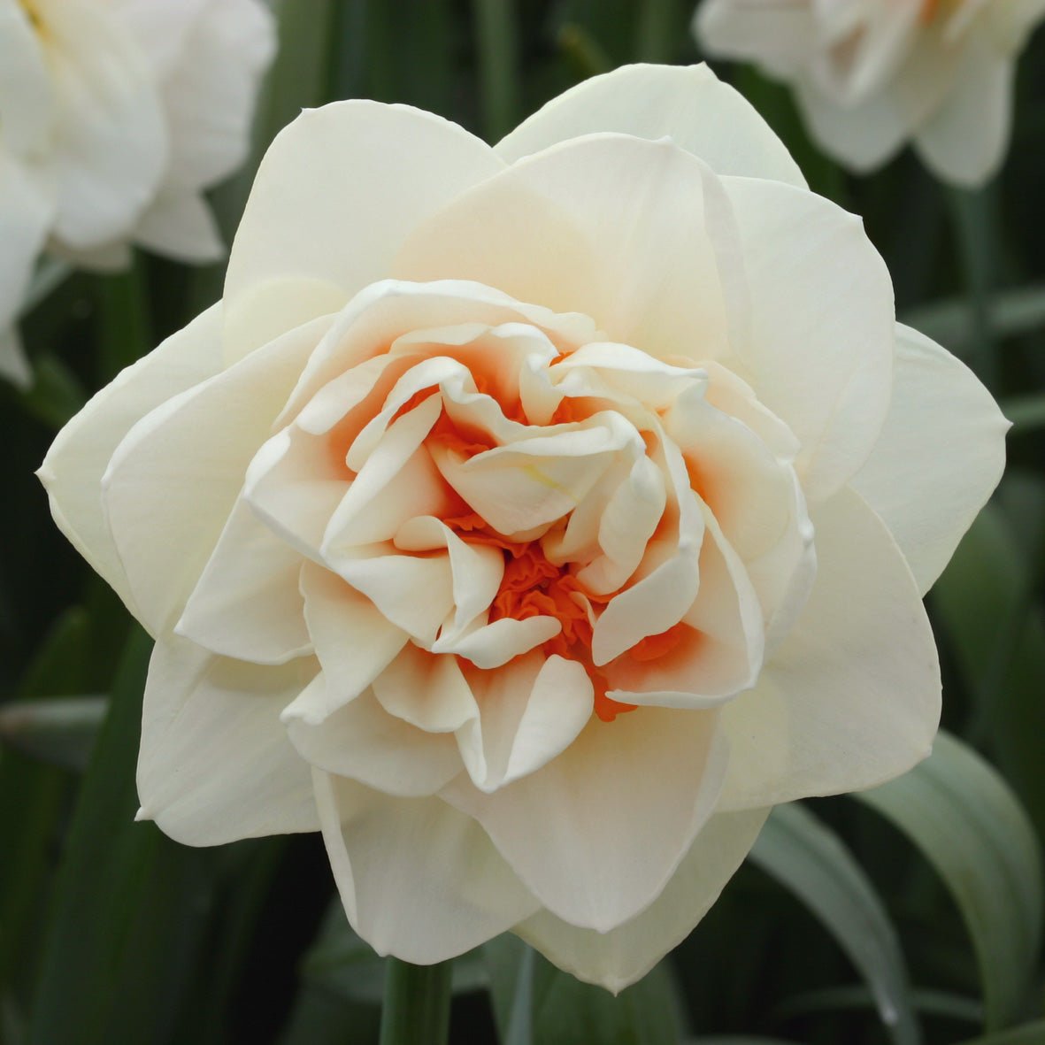 Gay Kybo - Special Narcissus - Fluwel