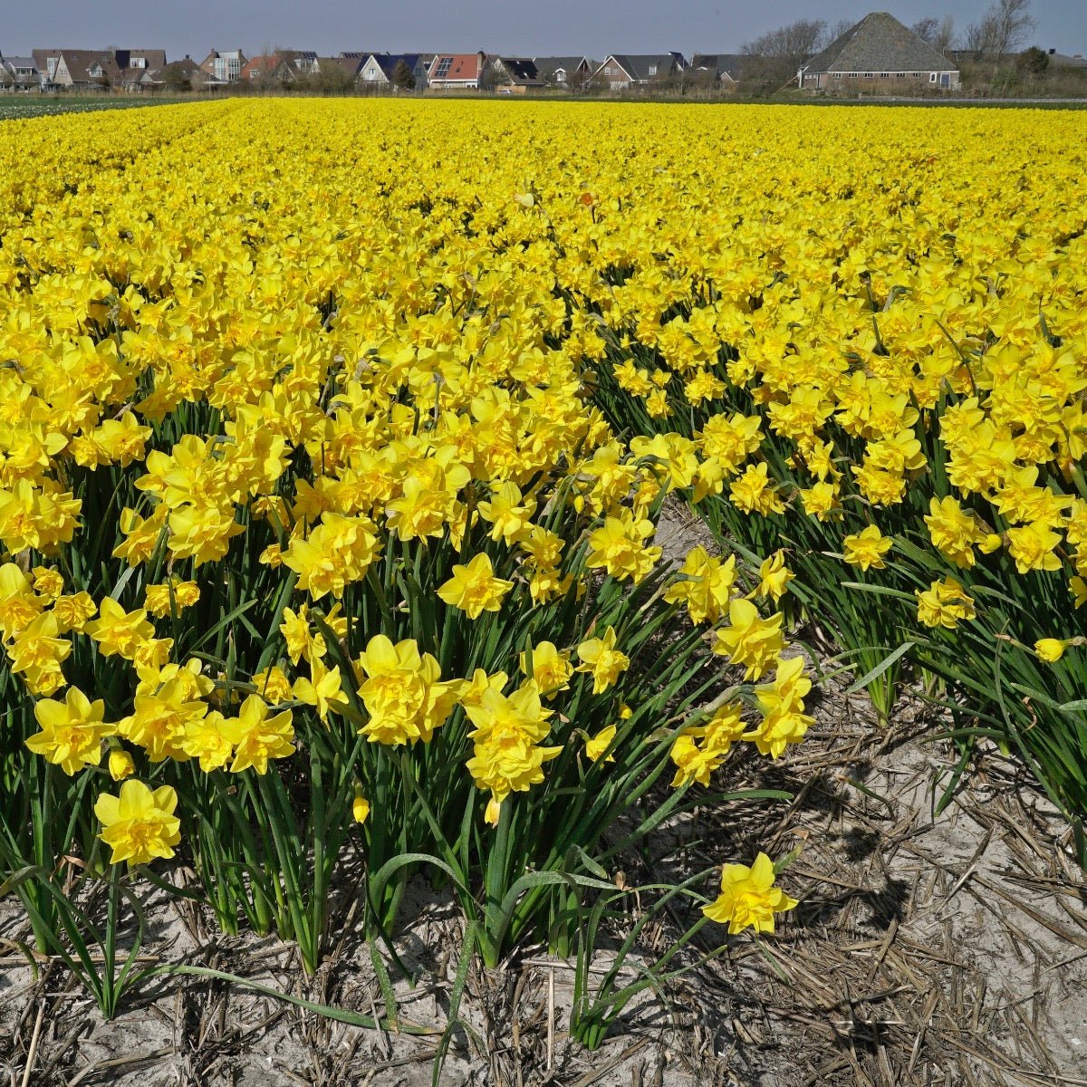Golden Delicious - Narcissus - Fluwel
