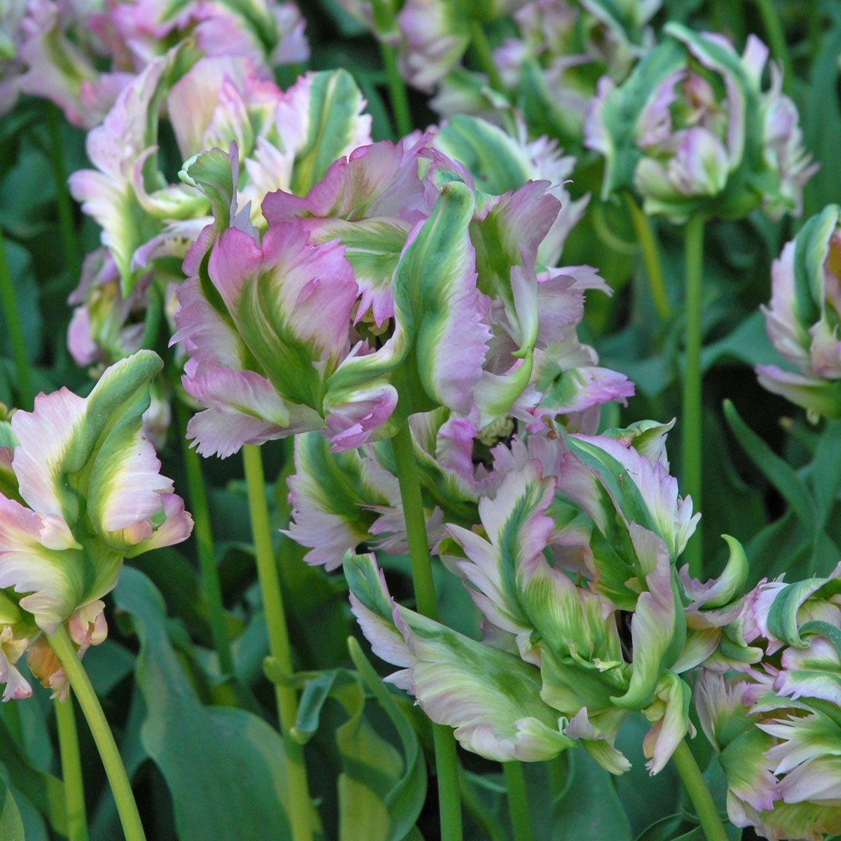 Green Wave - Tulips - Fluwel