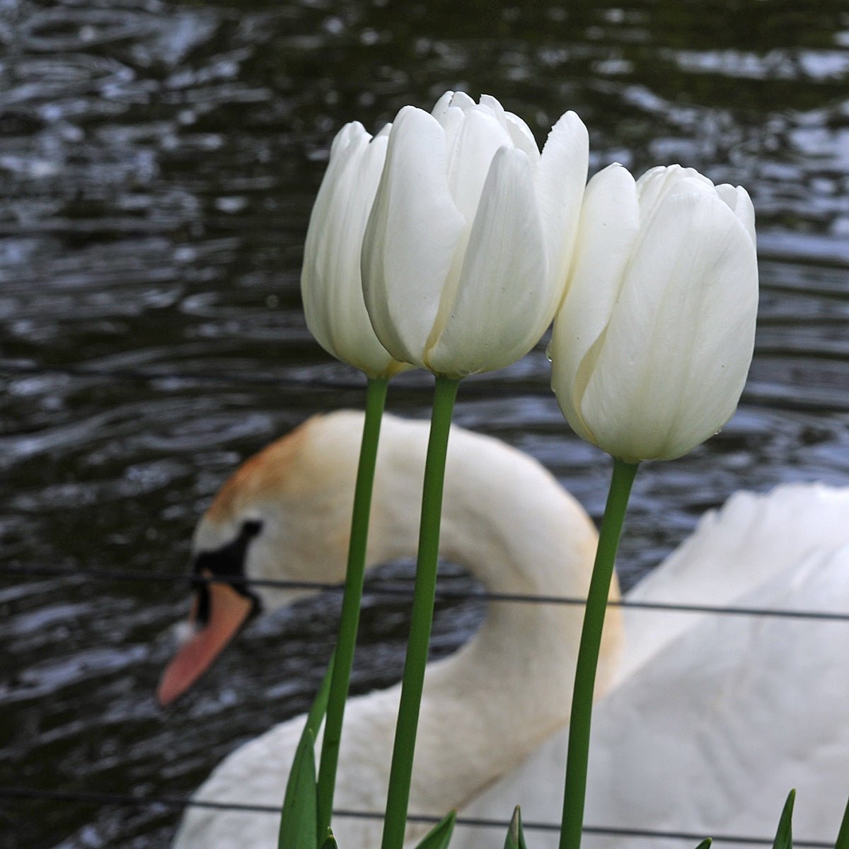 Hakuun - Tulips - Fluwel