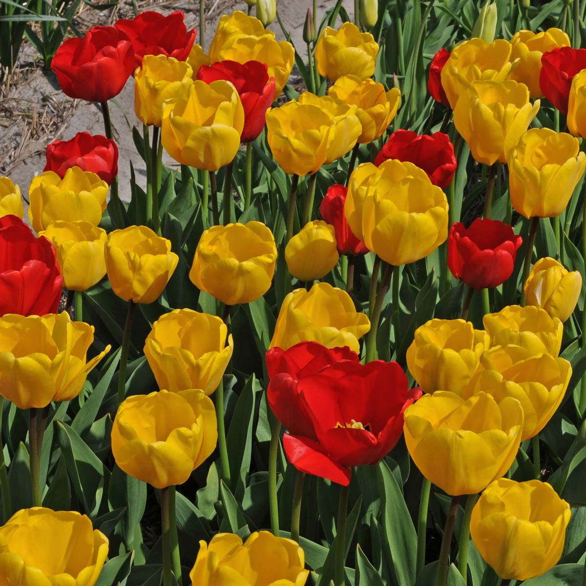 Hot Hot Hot® - Mixes - Fluwel