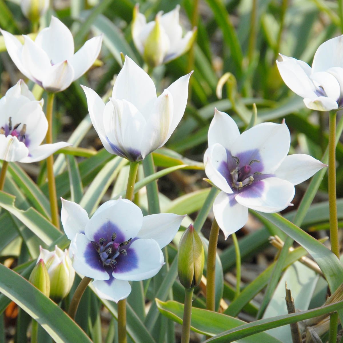 humilis Alba Coerulea Oculata - Tulips - Fluwel